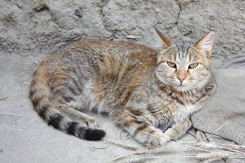 147 A cat in the yard.jpg